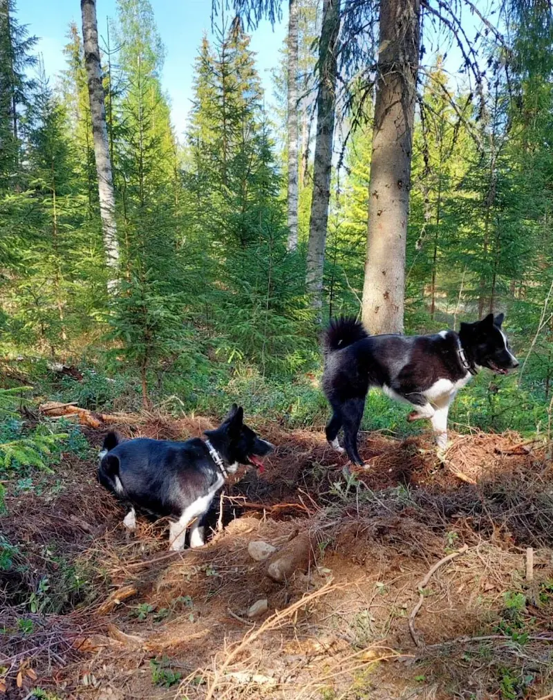 Luethan säännöt huolellisesti.