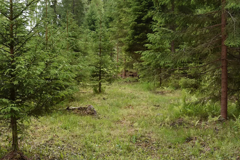 Koirametsän maastoa