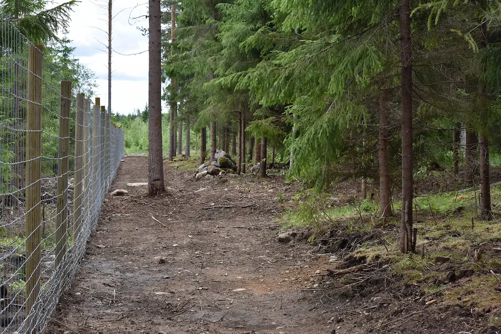 Koirametsä on aidattu kaksi metriä korkealla riista-aidalla
