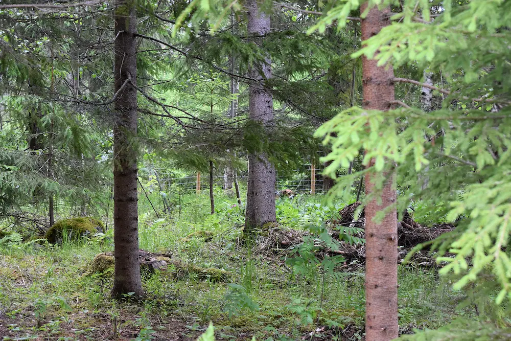 Koirametsän maastoa