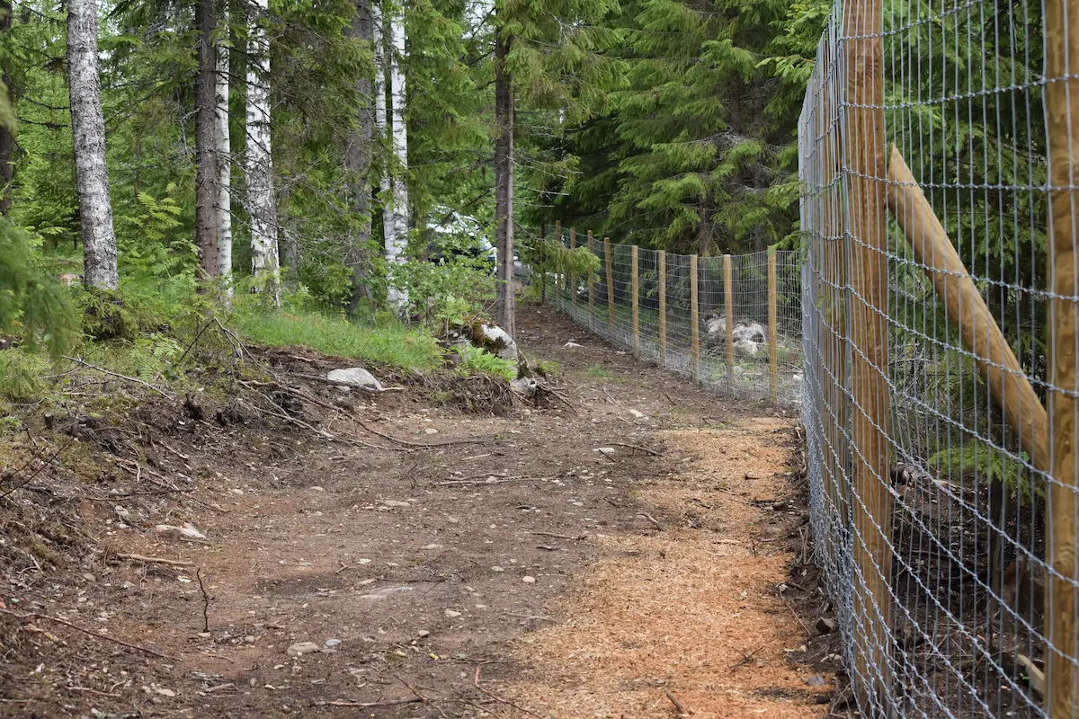 Koirametsän säännöt